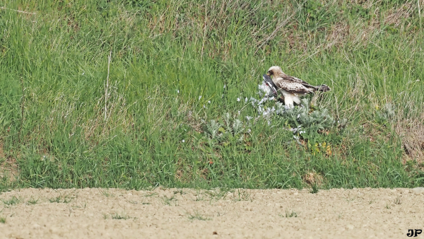 Aigle botté, au sol, déplumant un pigeon